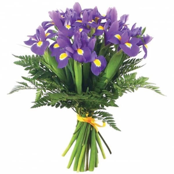 iiris iiris lill 1